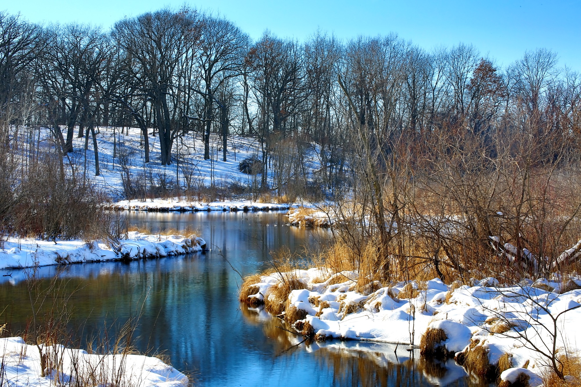 I Am The Buckthorn Man