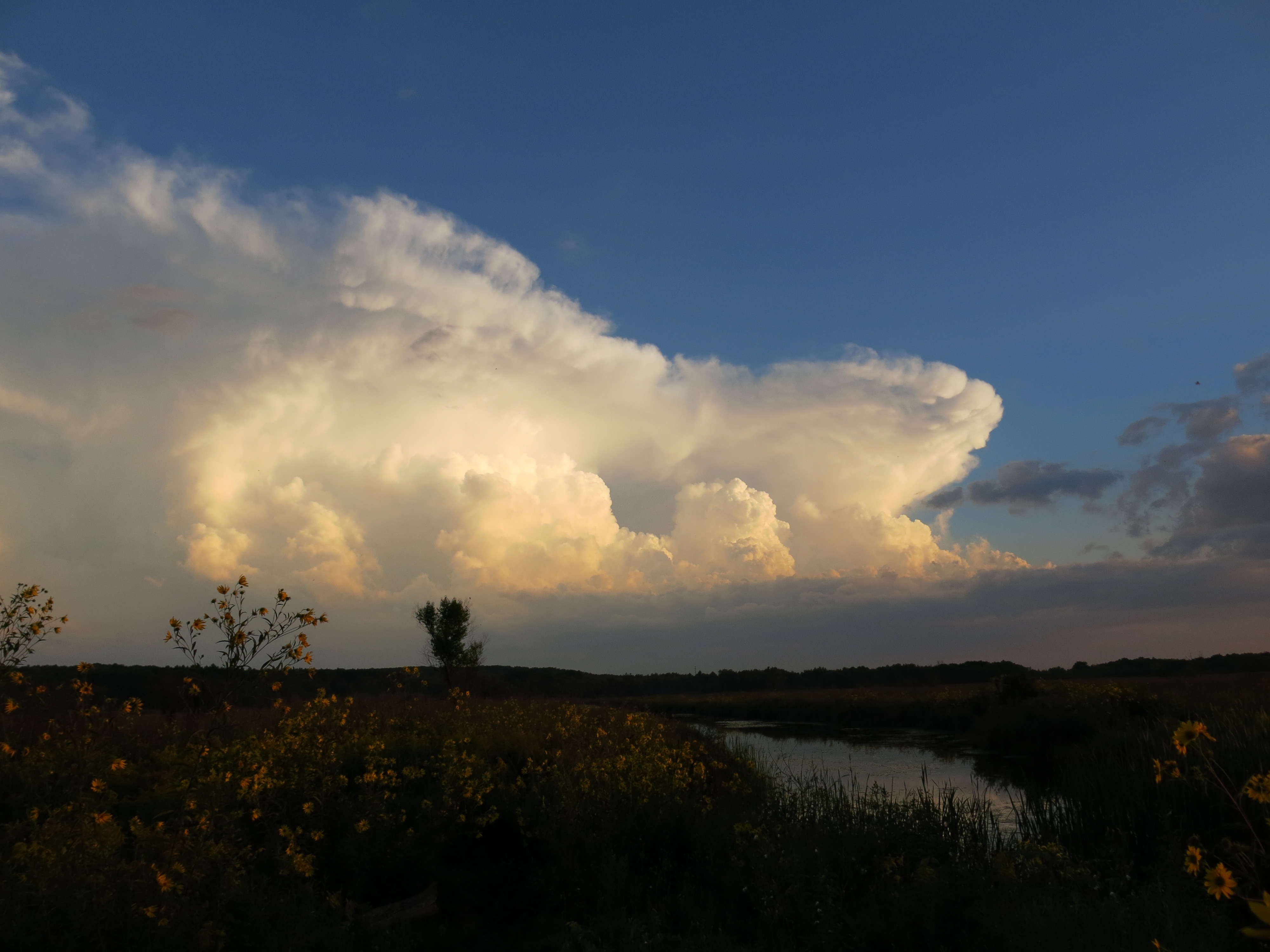 I Am The Buckthorn Man