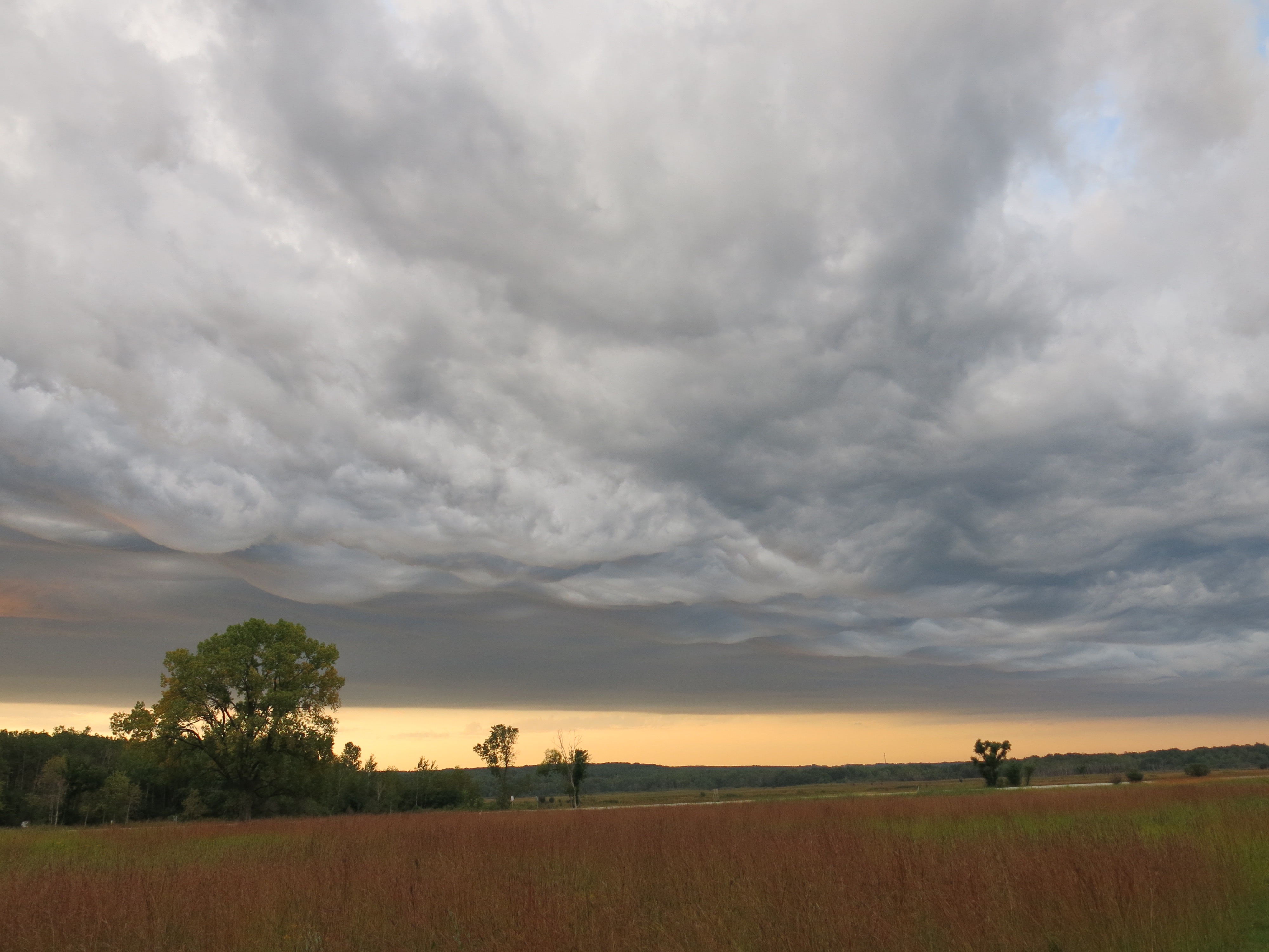 I Am The Buckthorn Man
