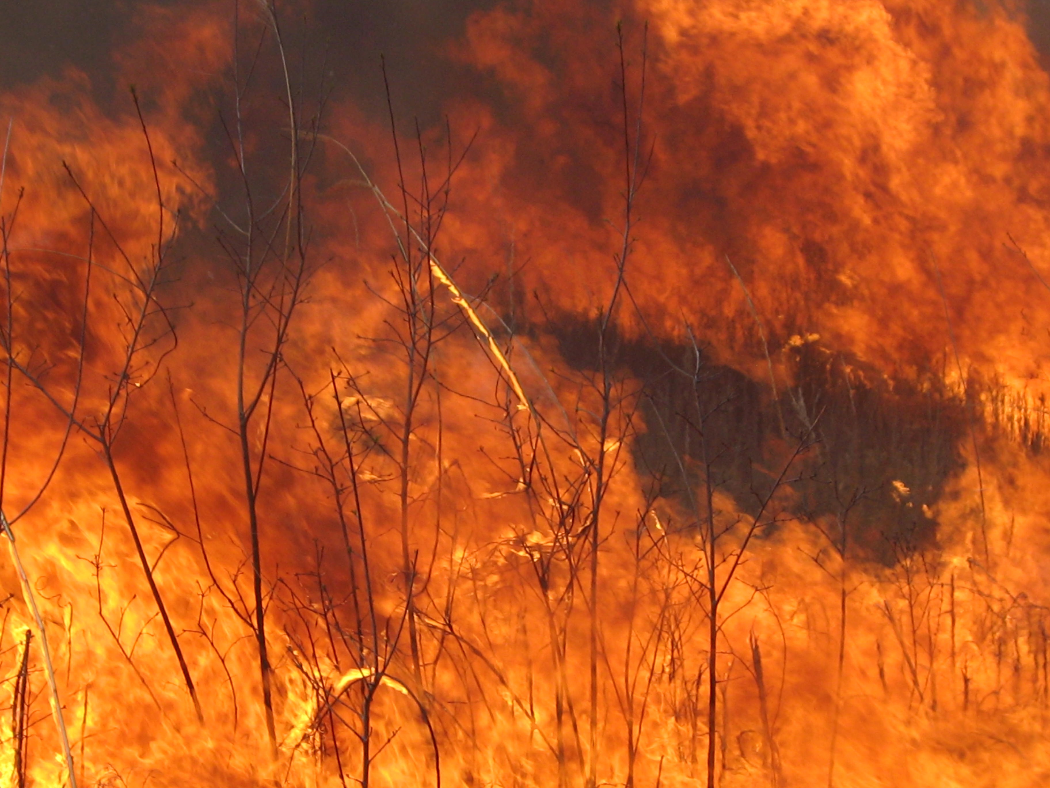 I Am The Buckthorn Man