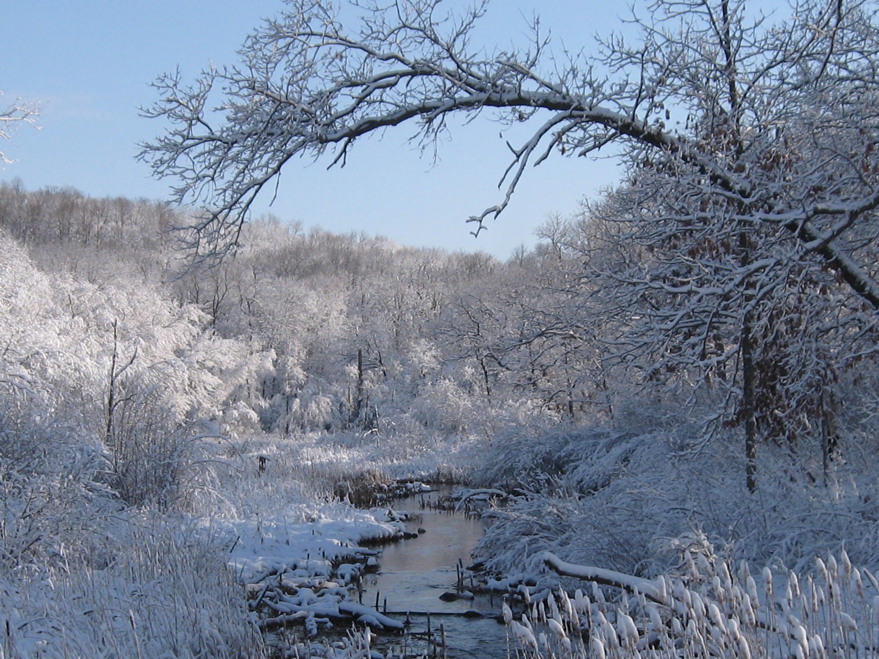 I Am The Buckthorn Man