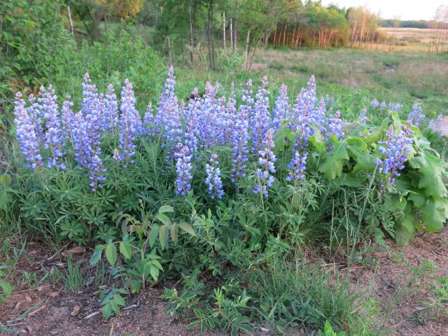 Lupine is not a weed!
