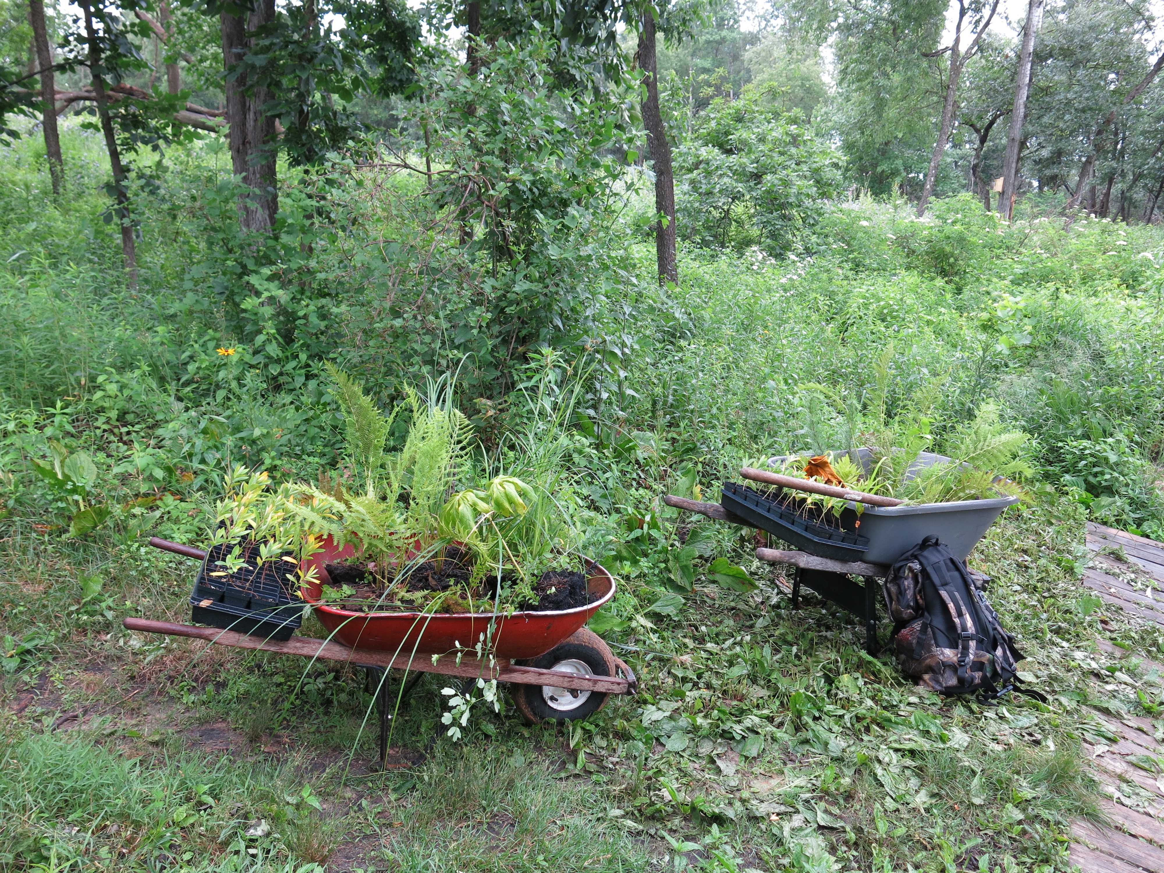 I Am The Buckthorn Man
