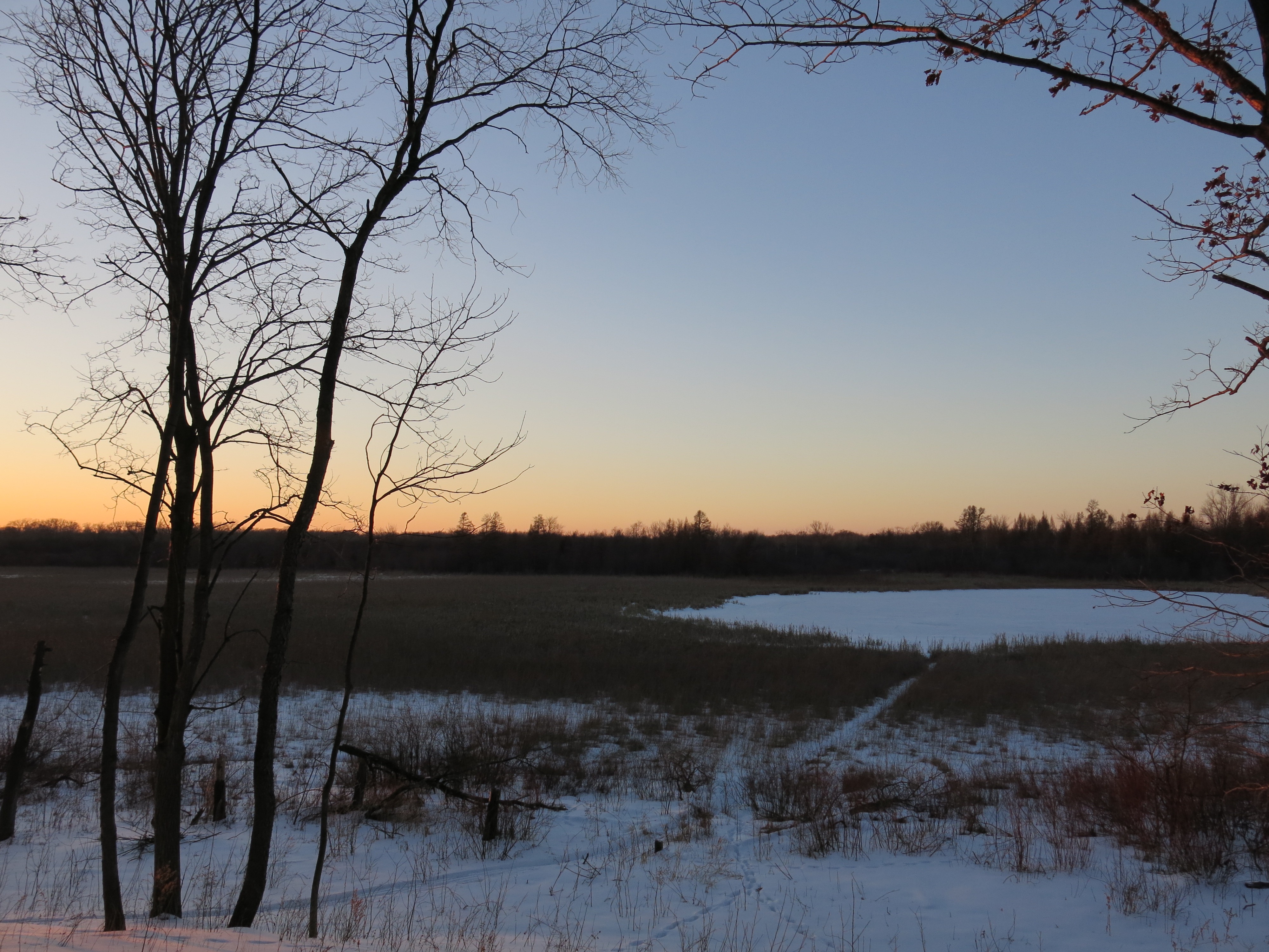 I Am The Buckthorn Man