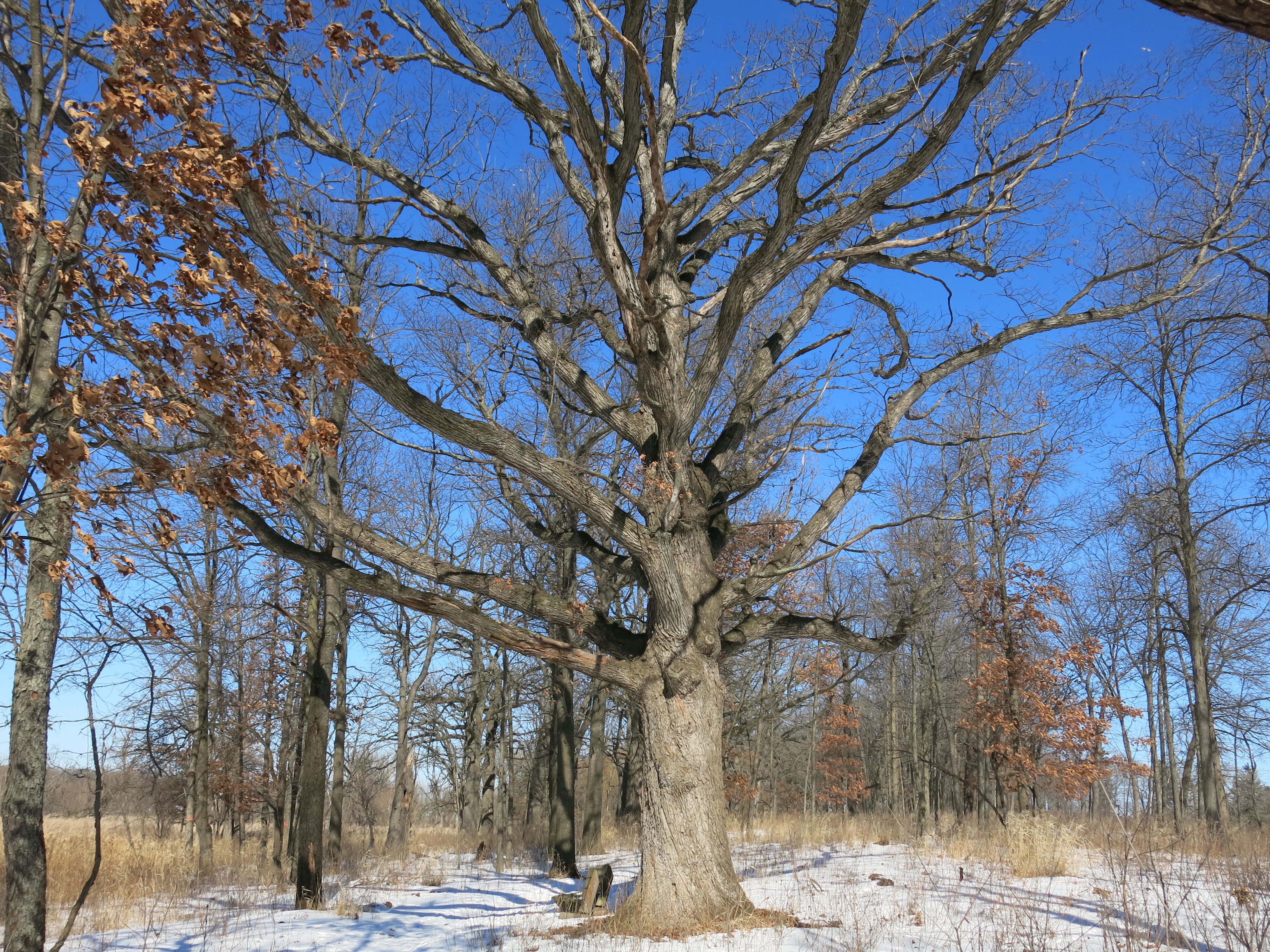 I Am The Buckthorn Man