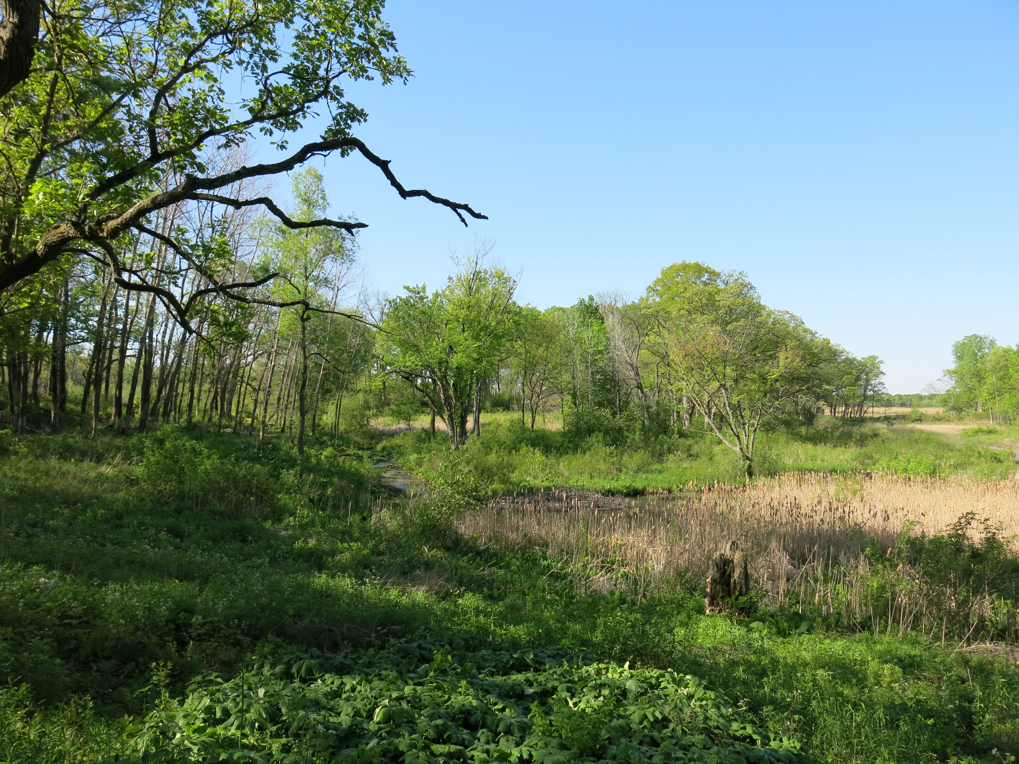 I Am The Buckthorn Man