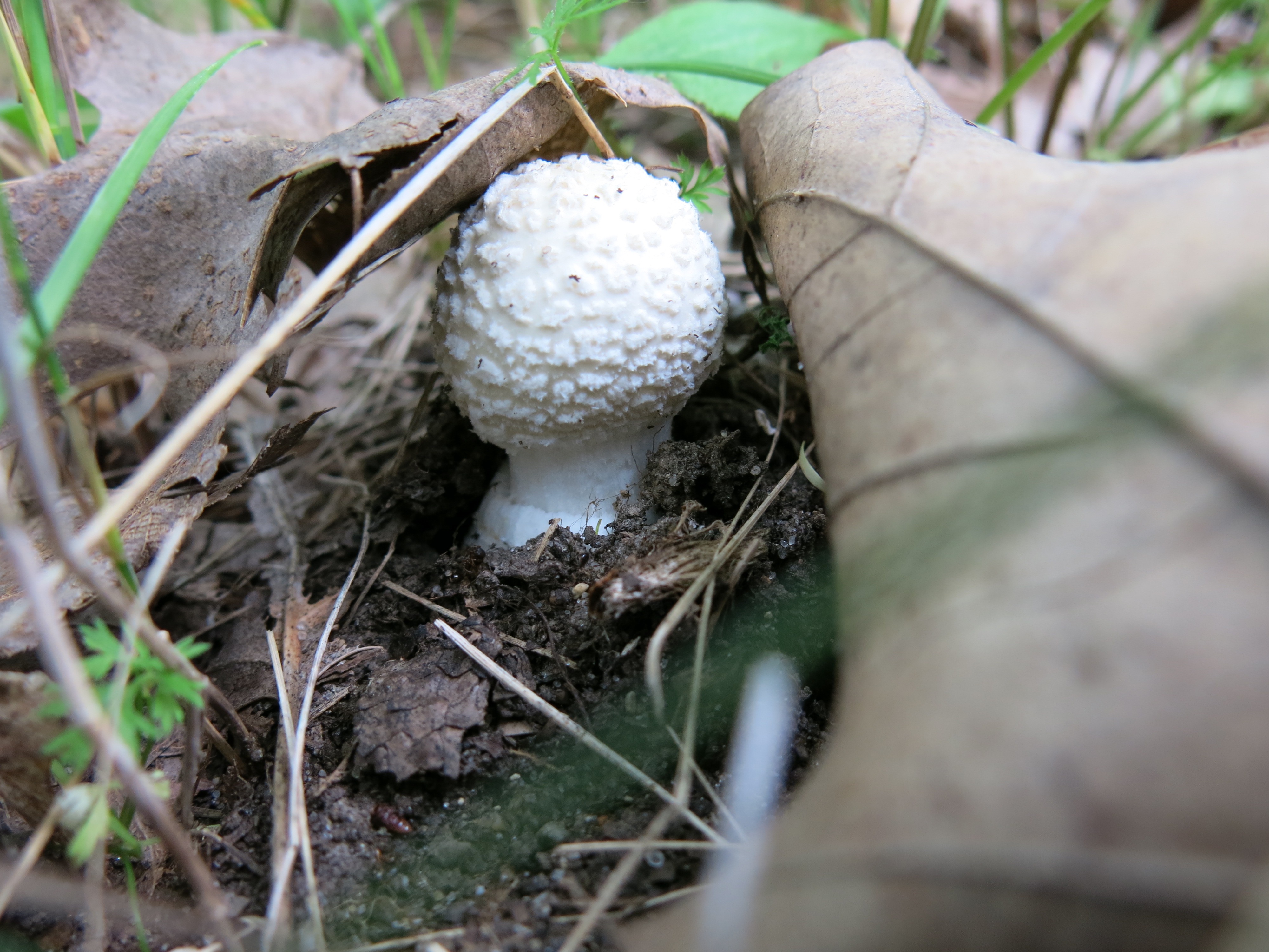 I Am The Buckthorn Man