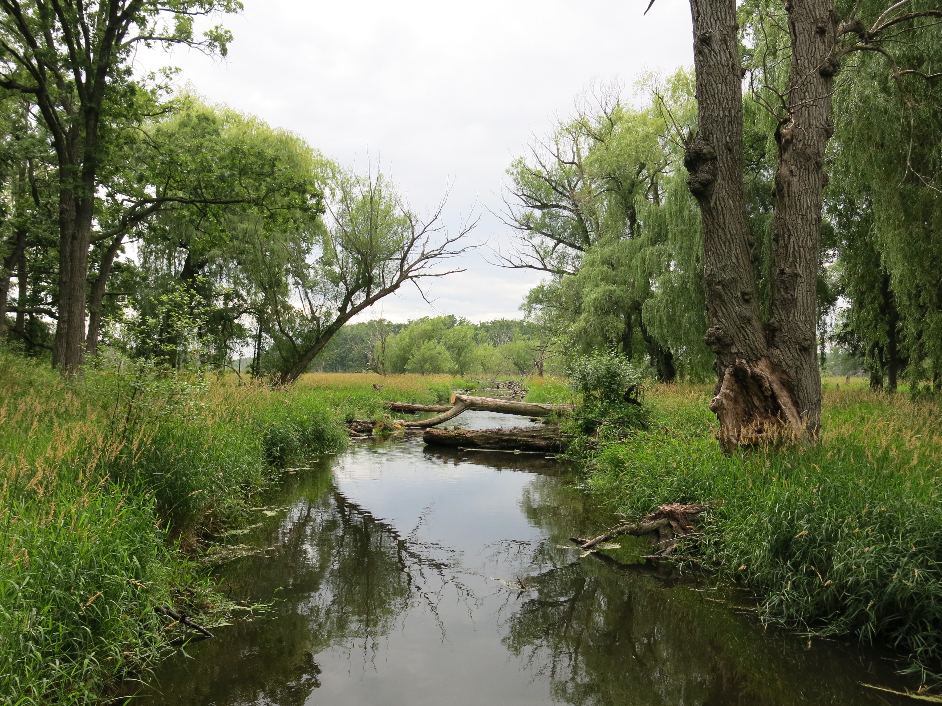 I Am The Buckthorn Man