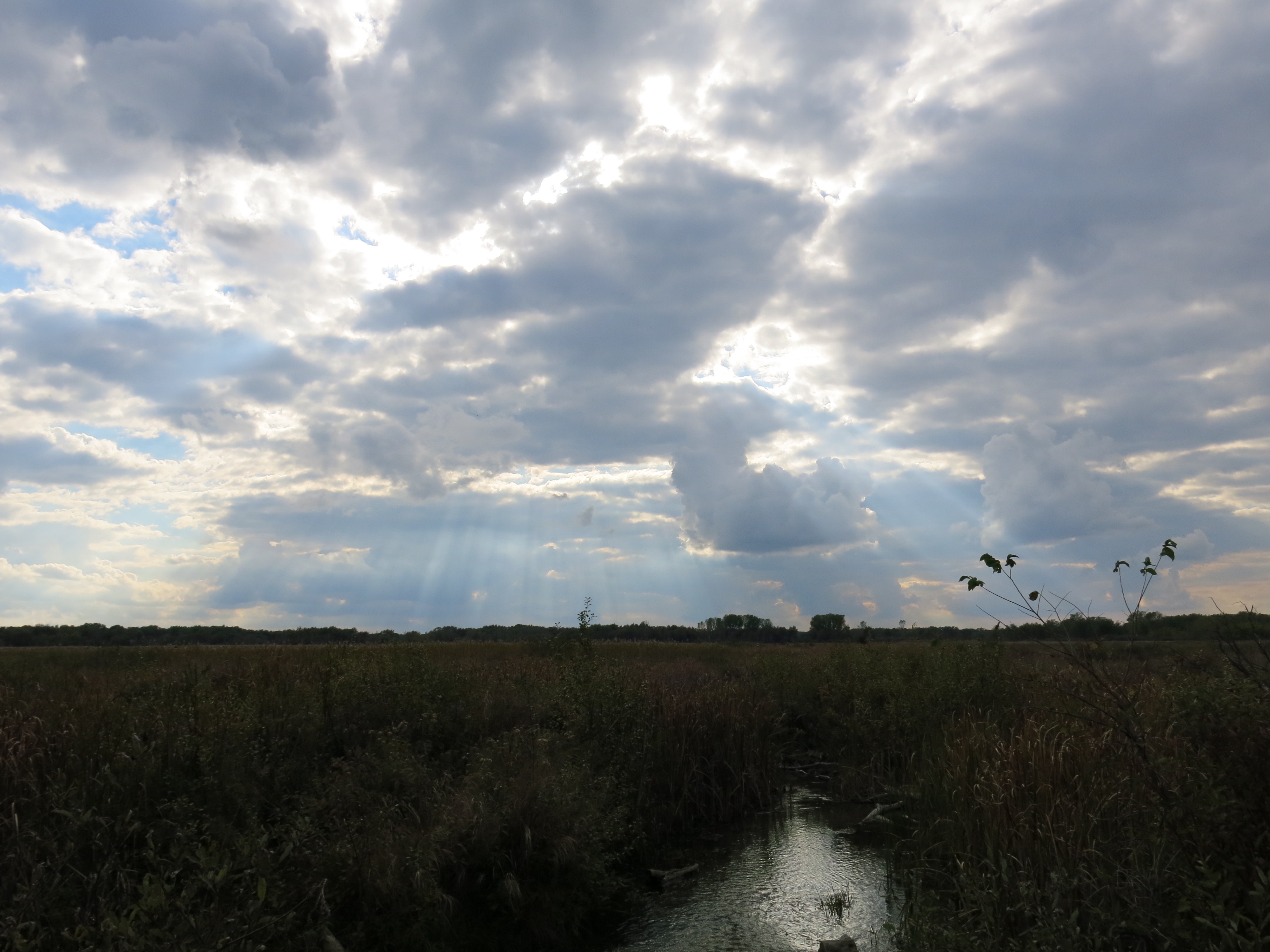 I Am The Buckthorn Man