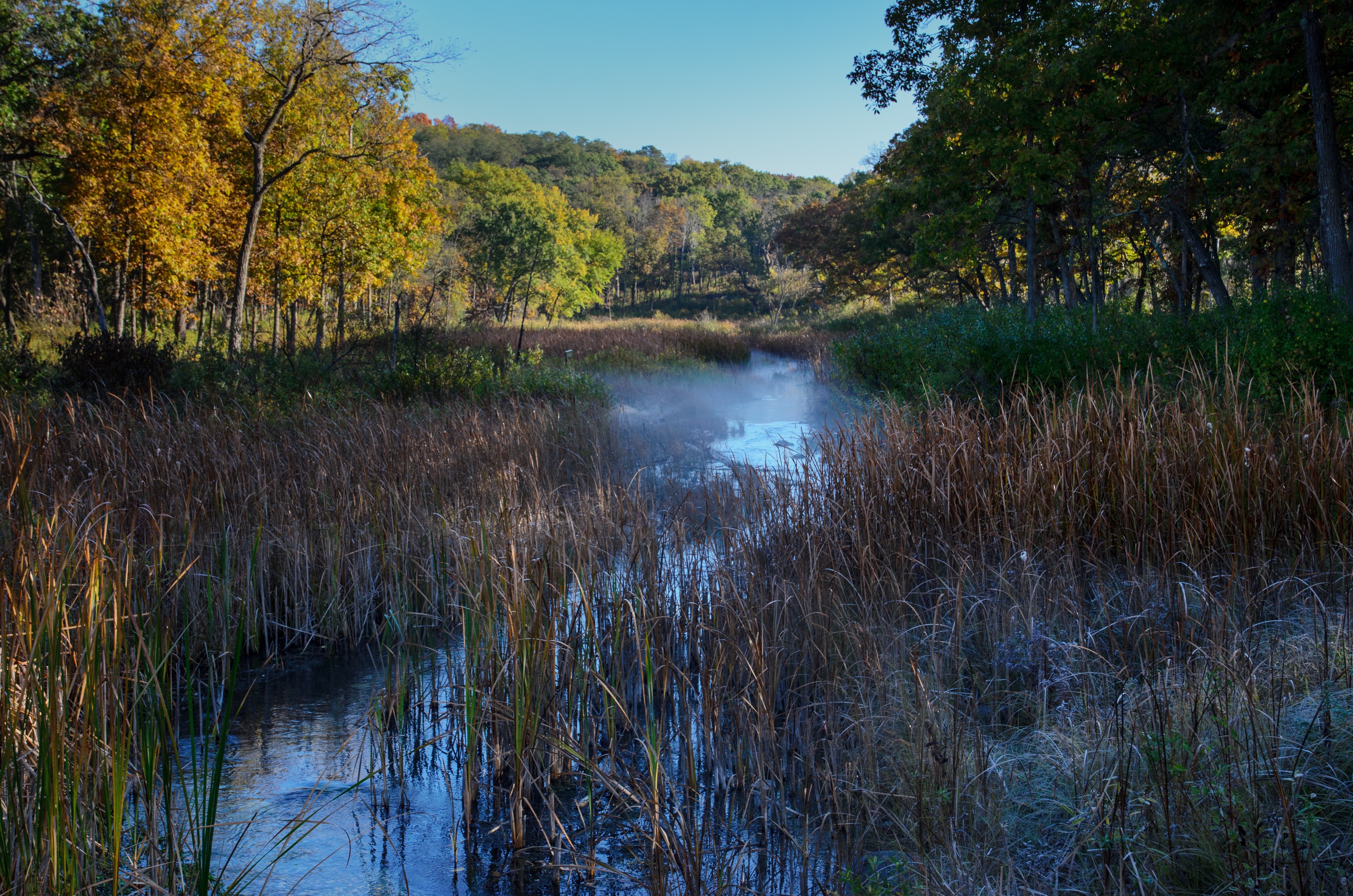 I Am The Buckthorn Man