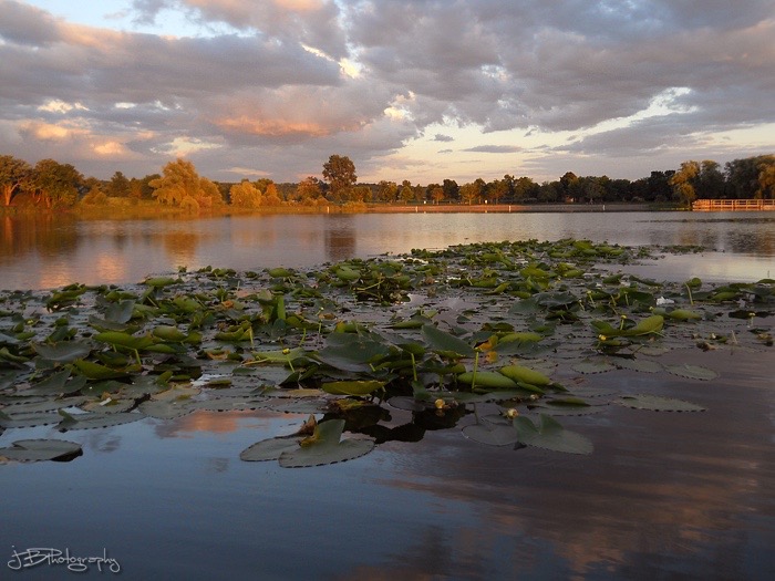 I Am The Buckthorn Man
