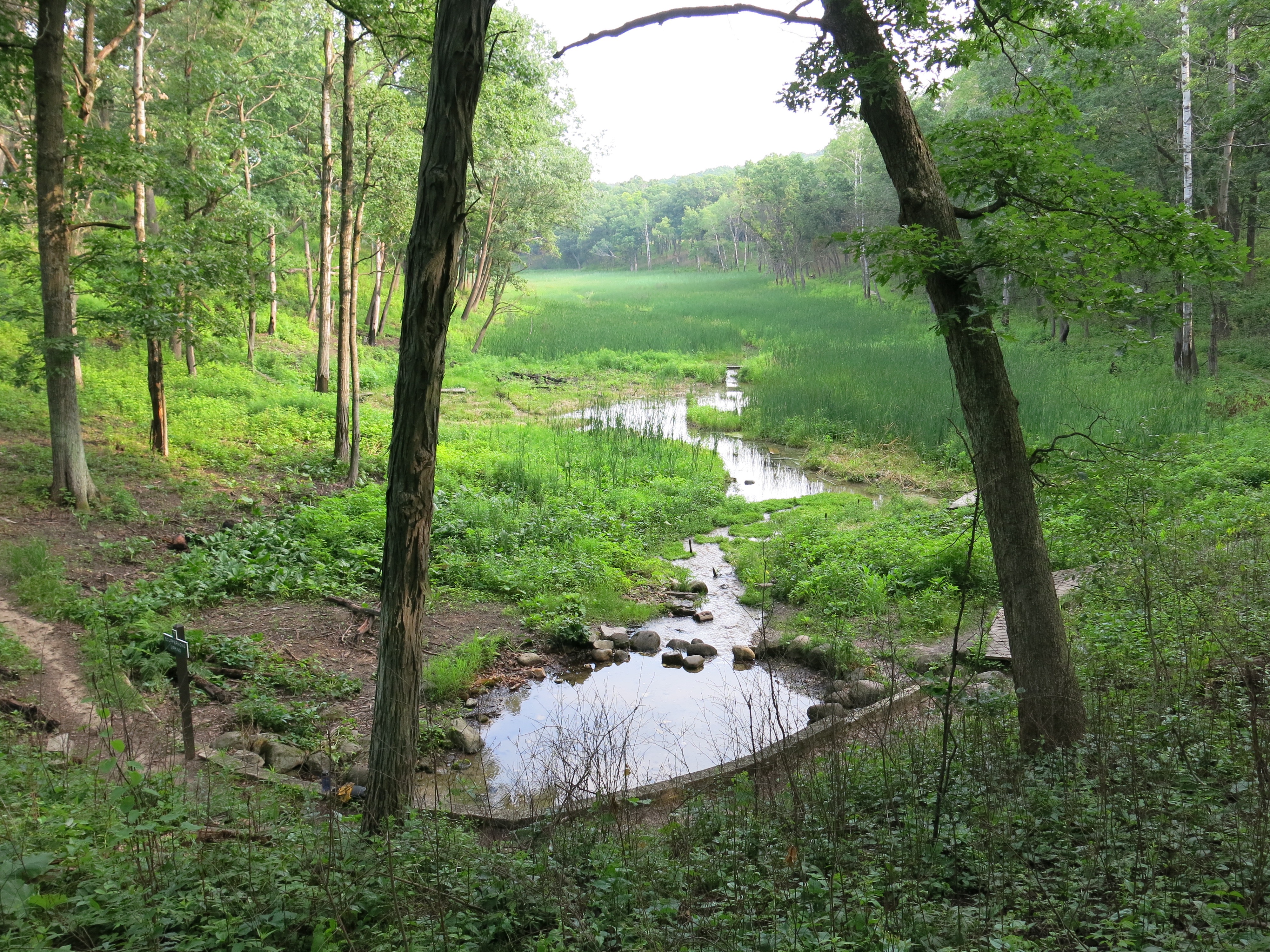 I Am The Buckthorn Man