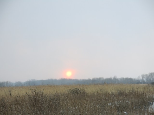 Native Phragmites australis ssp. americanus, view into the Scuppernong River Habitat Area from the marl pit bridge over the Scuppernong River