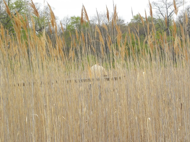 Exotic Phragmites australis ssp. australis, John Hrobar standing on the deck at the Emerald Spring, photo by Sue Hrobar