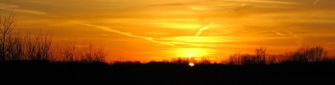 Savory Buckthorn Savory Buckthorn