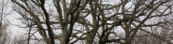 The Secrets of Bluff Creek&nbsp;West