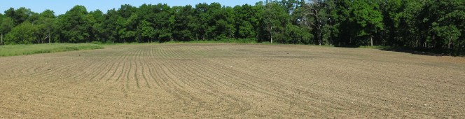 The Cornfields of&nbsp;Hartland